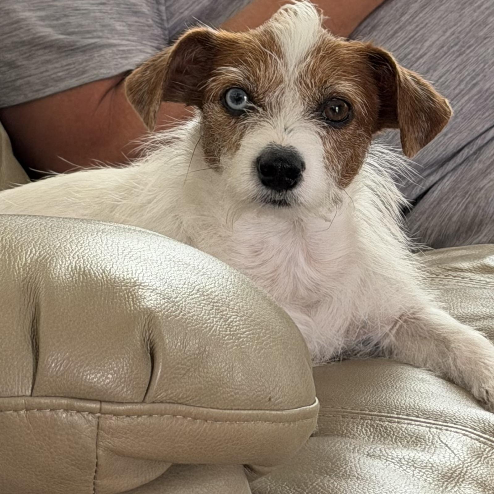 Enlarge Tillie, a Adoptable mixed breed in Austin, TX image 1/6