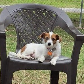 Enlarge Tillie, a Adoptable mixed breed in Austin, TX image 2/6