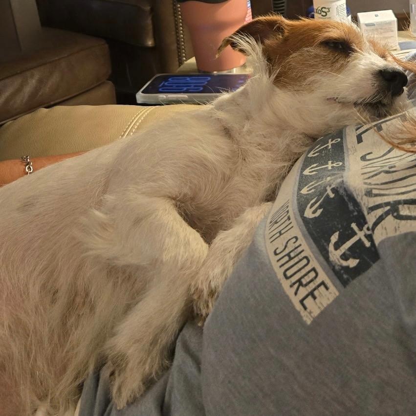 Enlarge Tillie, a Adoptable mixed breed in Austin, TX image 3/6