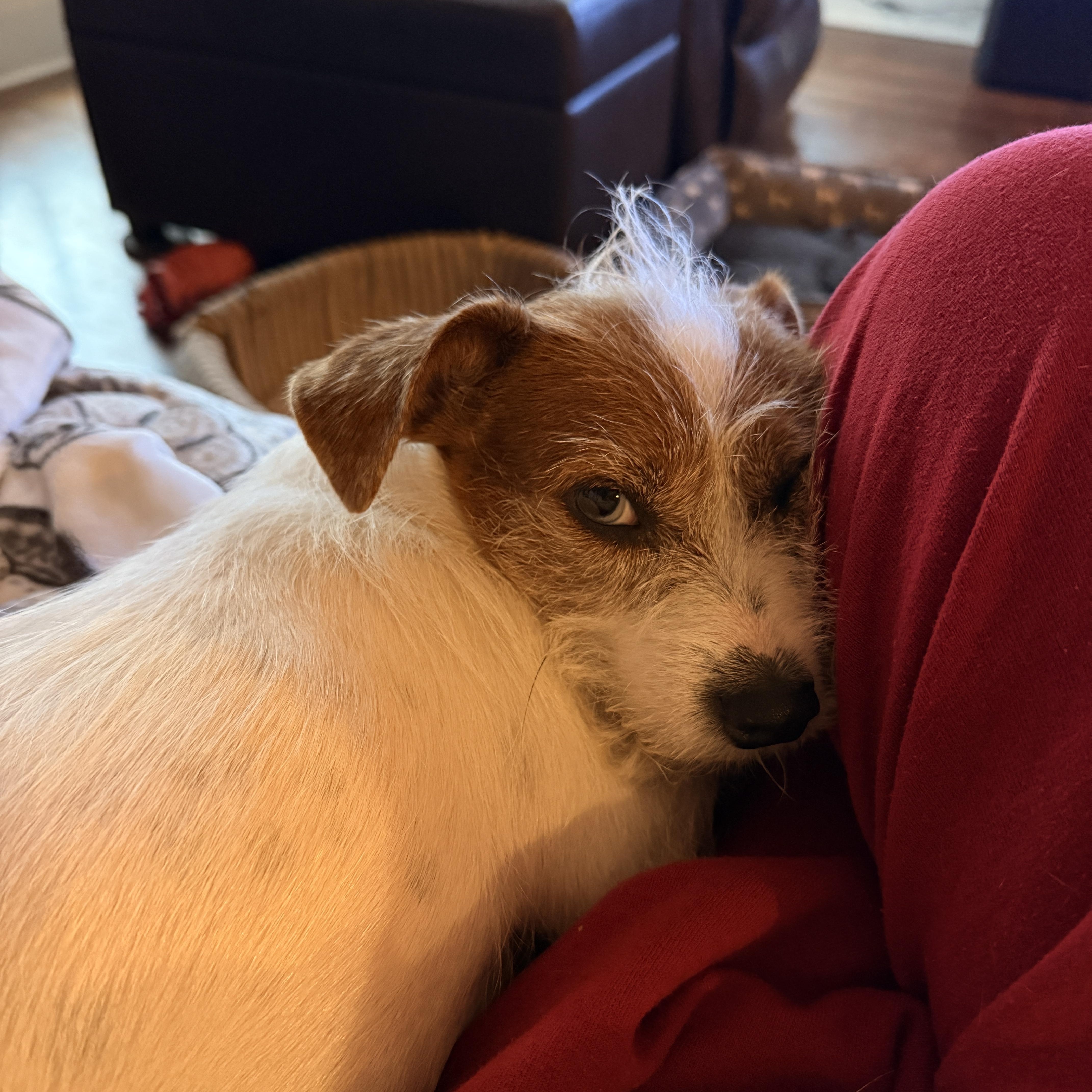 Enlarge Tillie, a Adoptable mixed breed in Austin, TX image 5/6