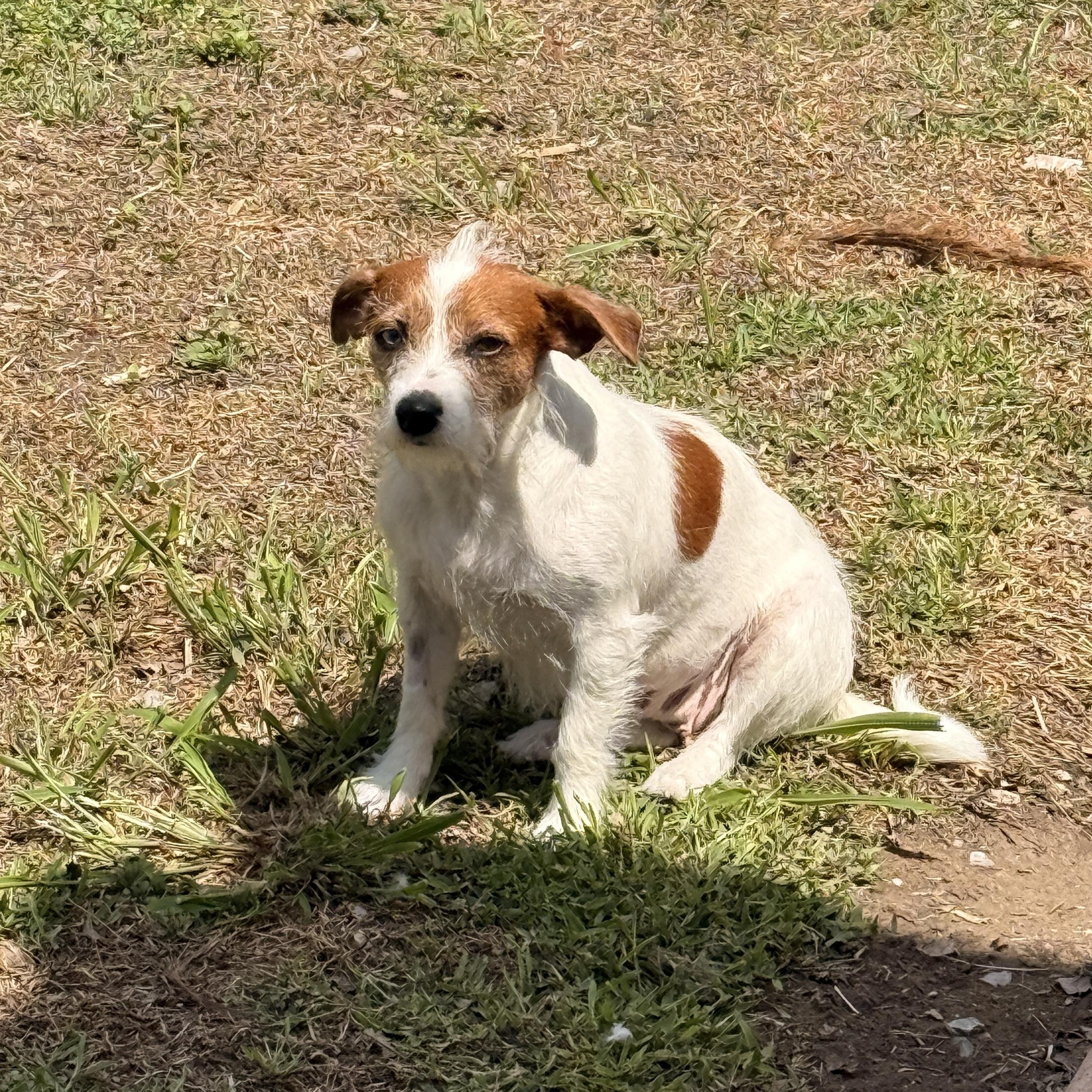 Enlarge Tillie, a Adoptable mixed breed in Austin, TX image 6/6