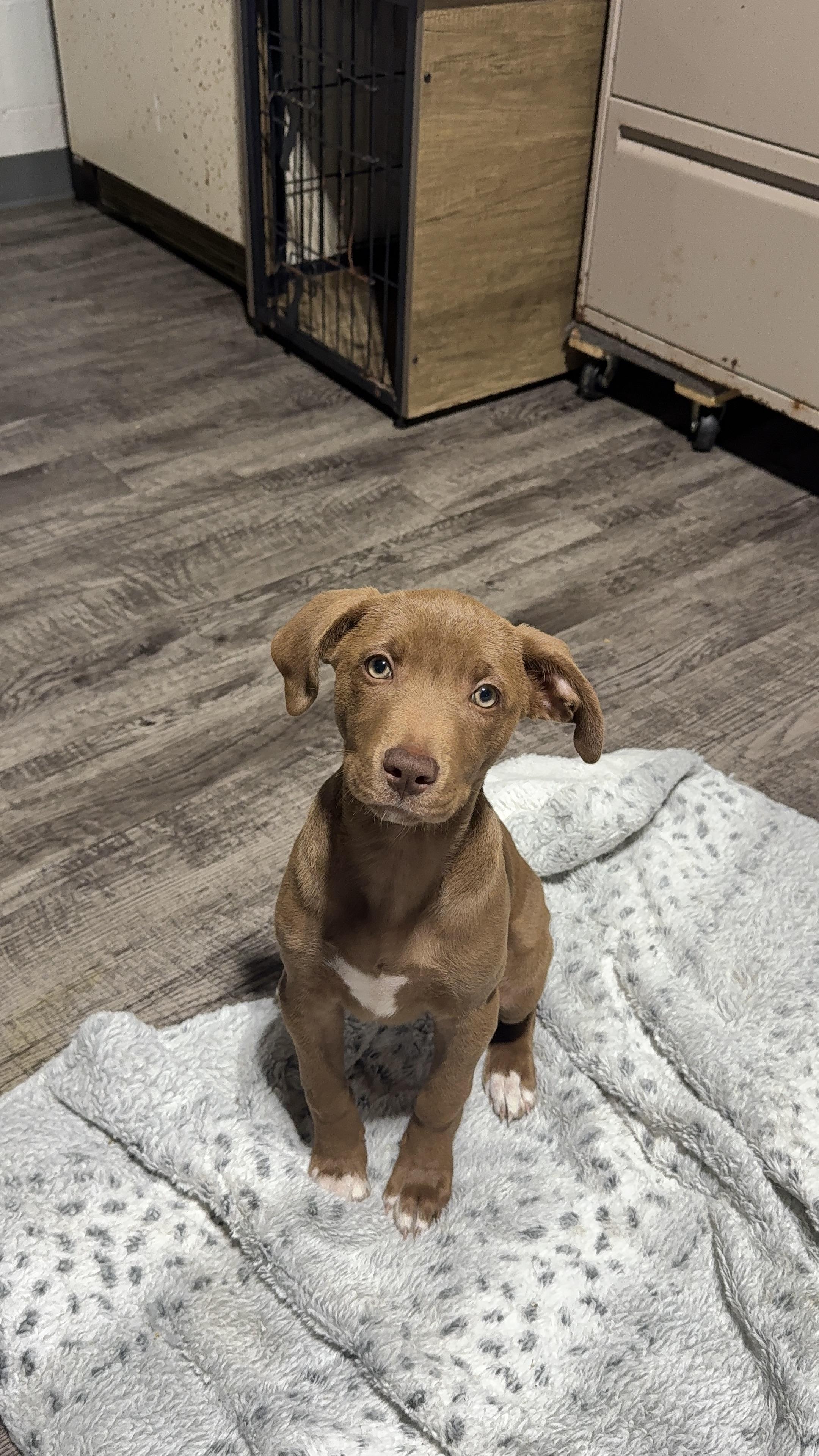 Anna, Adoptable, Puppy Female Chocolate Labrador Retriever.