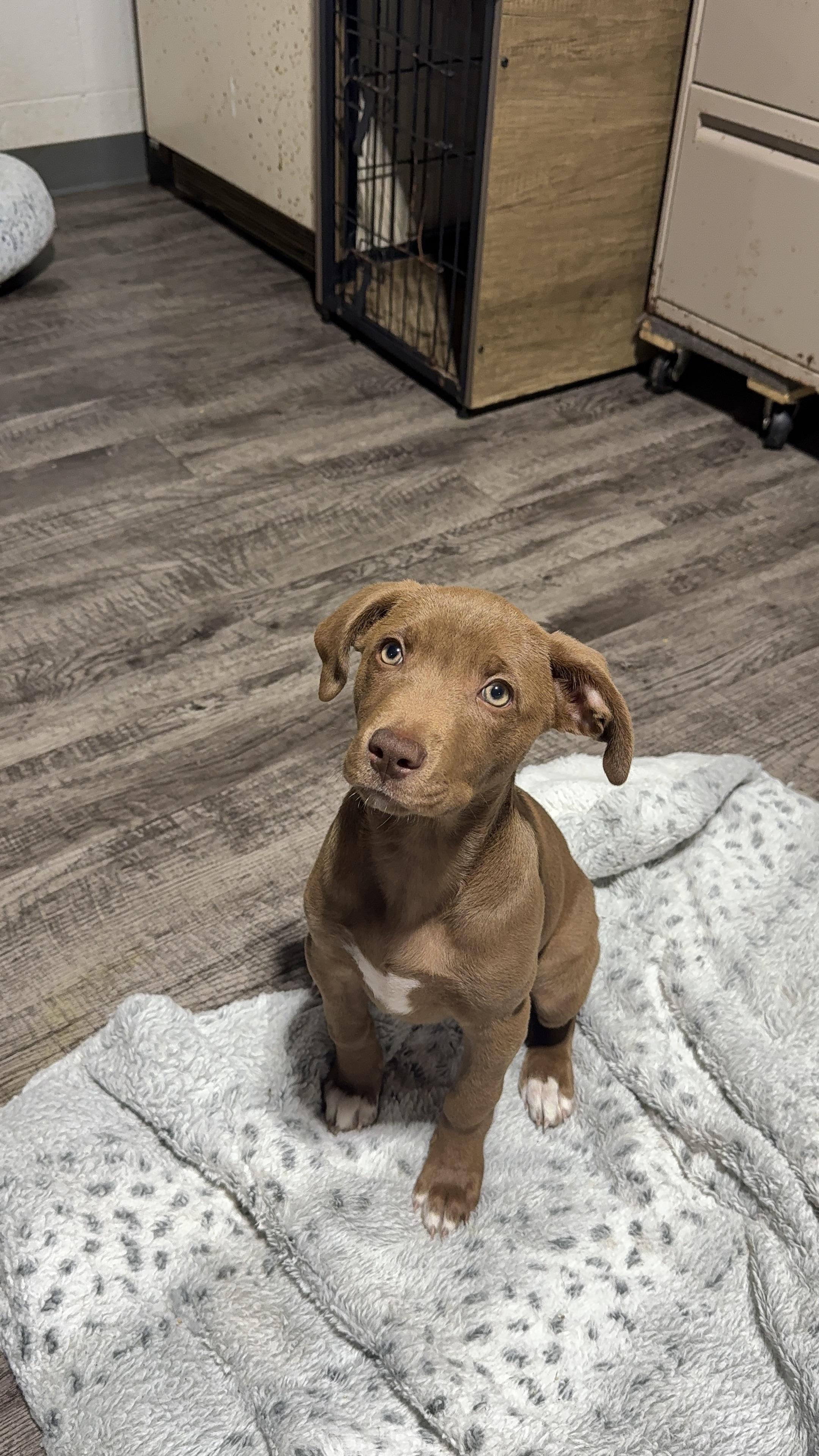 Enlarge Anna, a Adoptable mixed breed in Alma, MI image 2/2