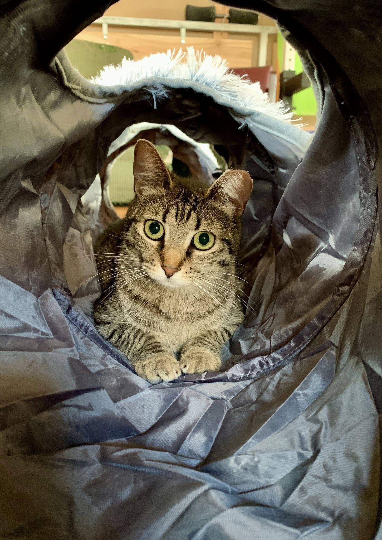 Jordy, a ADOPTABLE Domestic Short Hair in Houston, TX image 6/6
