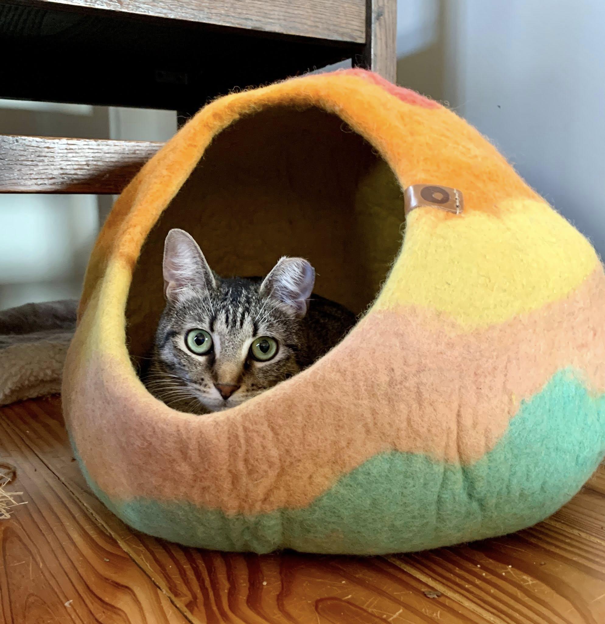 Jordy, a ADOPTABLE Domestic Short Hair in Houston, TX image 3/6