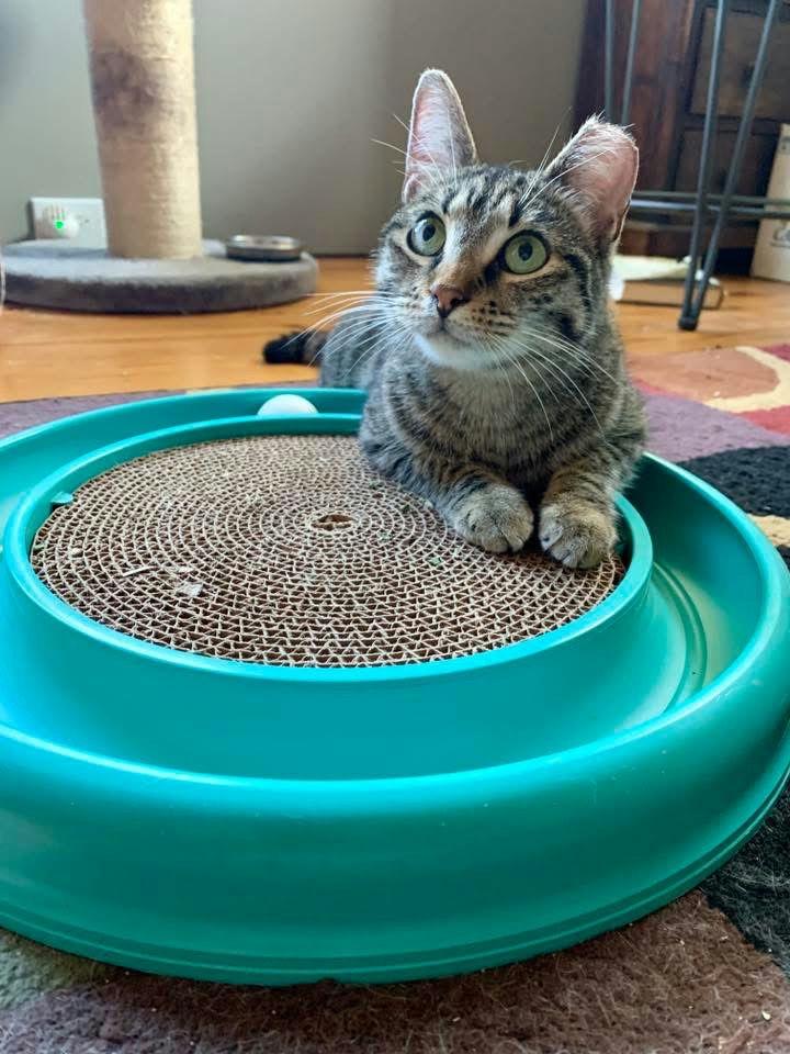 Jordy, a ADOPTABLE Domestic Short Hair in Houston, TX image 5/6