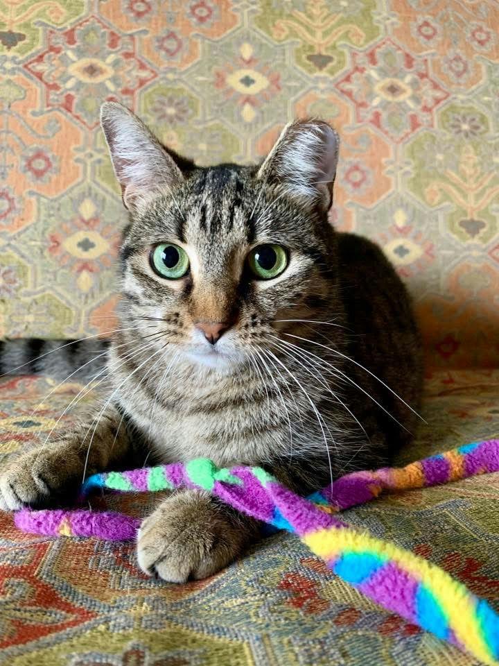 Jordy, a ADOPTABLE Domestic Short Hair in Houston, TX image 1/6