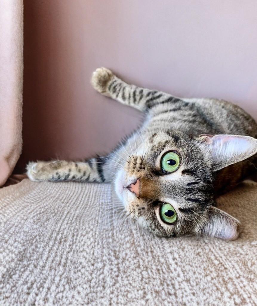 Jordy, a ADOPTABLE Domestic Short Hair in Houston, TX image 4/6