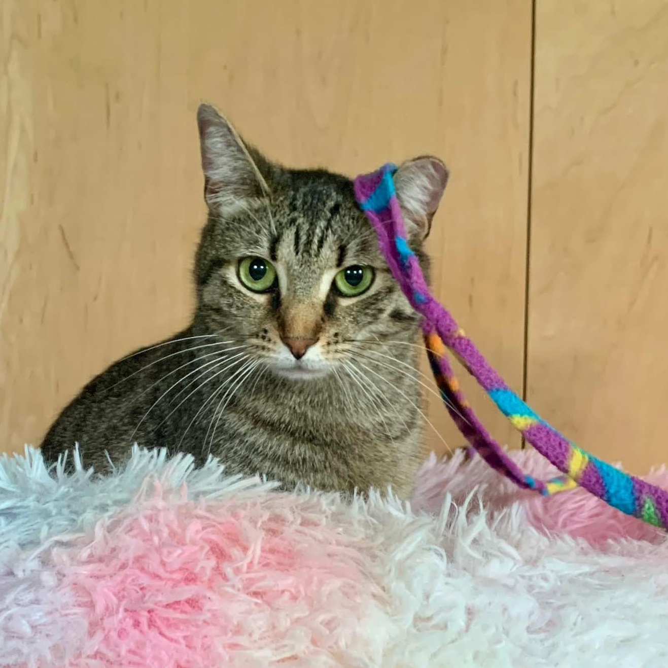 Jordy, a ADOPTABLE Domestic Short Hair in Houston, TX image 2/6