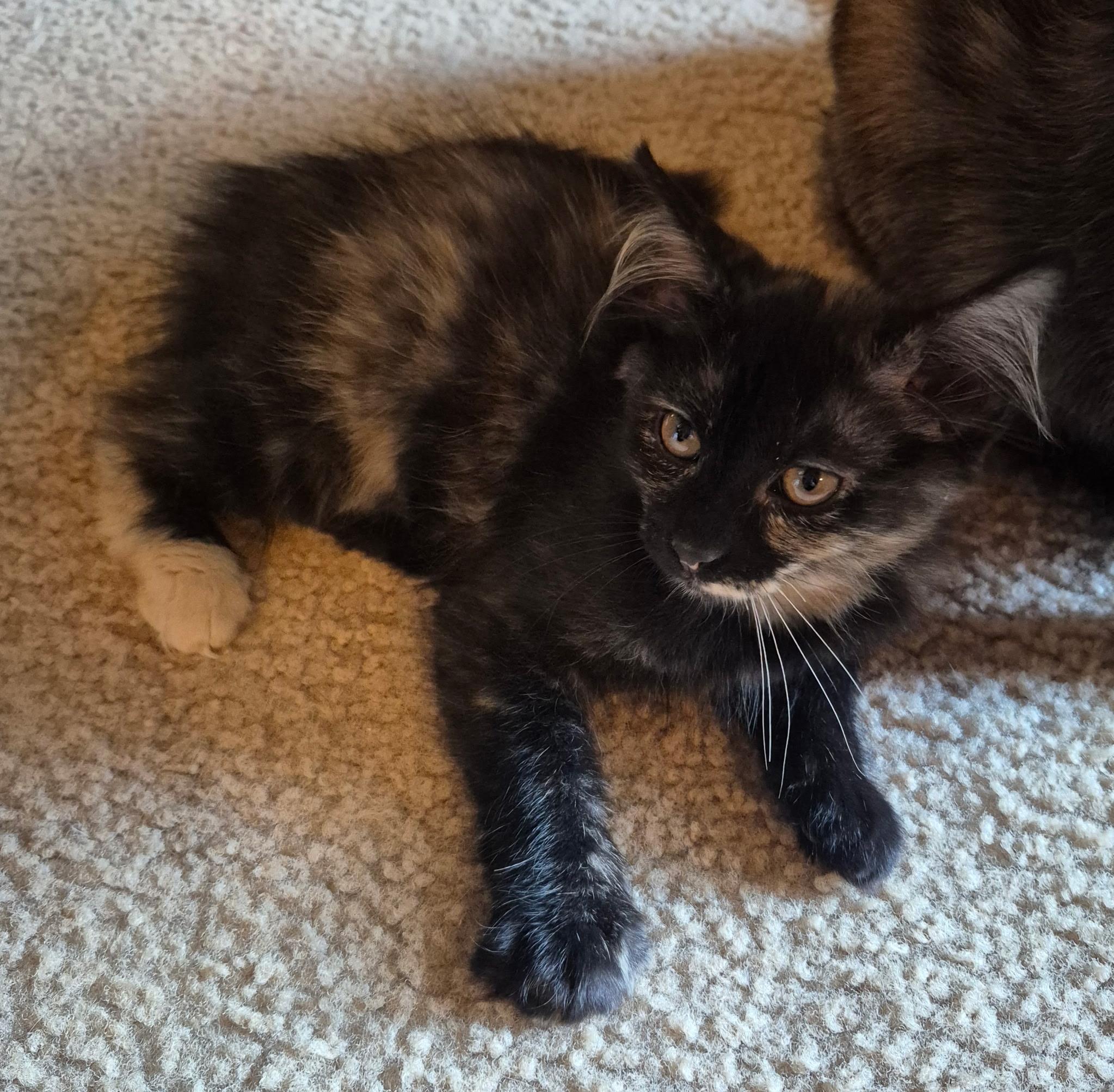 Enlarge Sassy, an adopted Domestic Long Hair in Bellmawr, NJ image 3/3