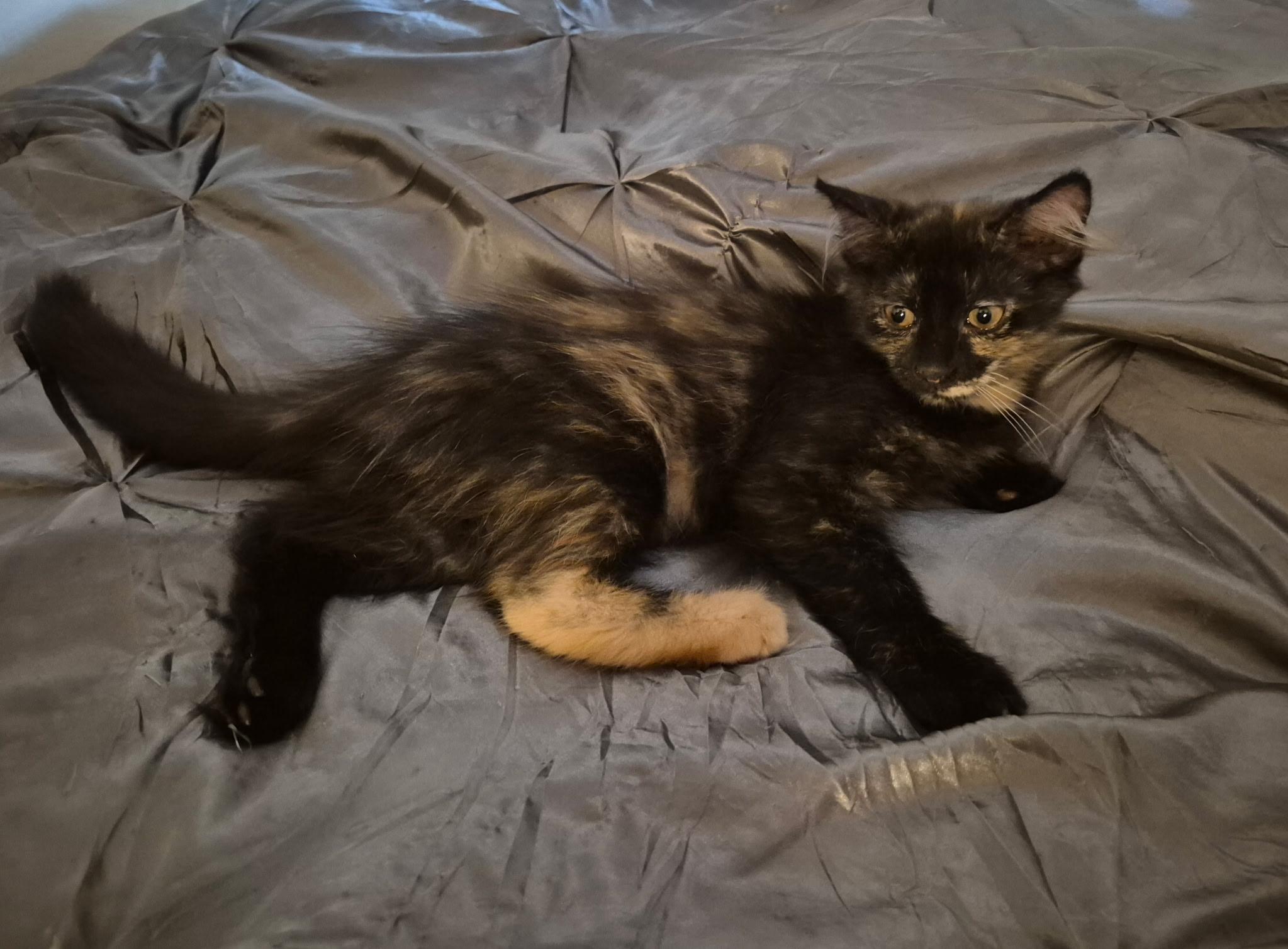 Enlarge Sassy, an adopted Domestic Long Hair in Bellmawr, NJ image 2/3