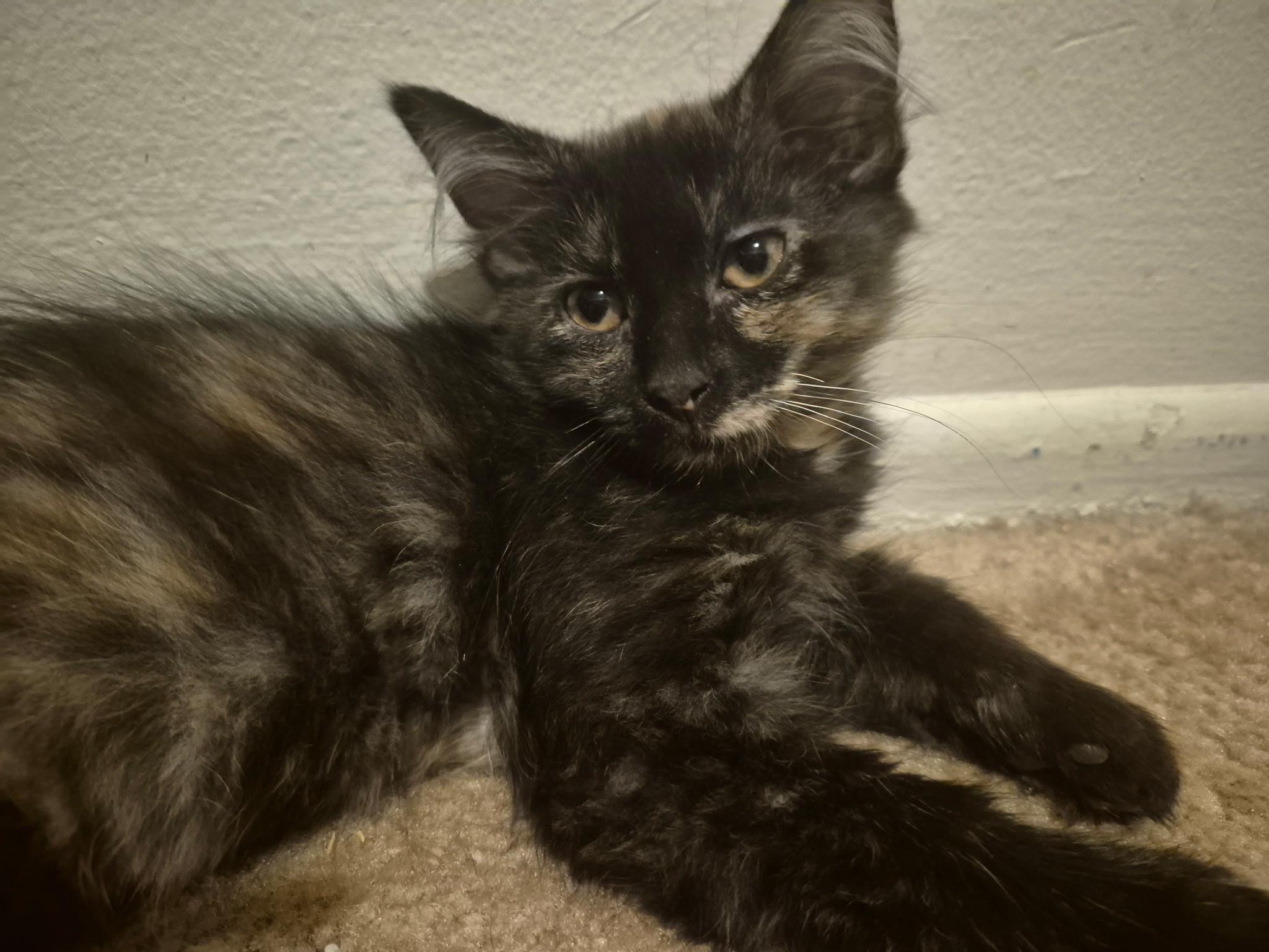 Sassy, adopted, Kitten Female Domestic Long Hair.