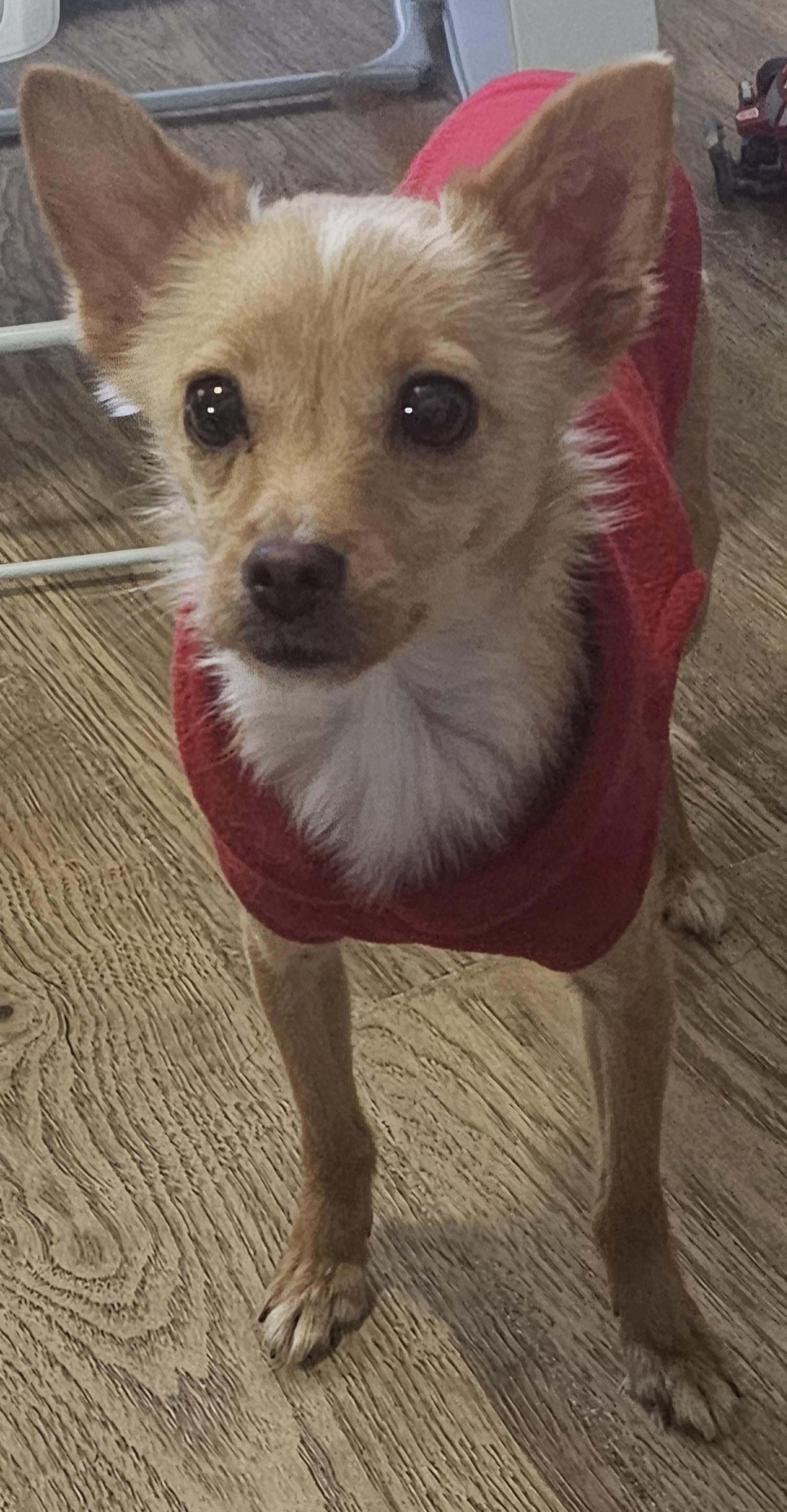 Enlarge Gingerbread, a Adoptable Chihuahua in Cherry Valley, MA image 1/2