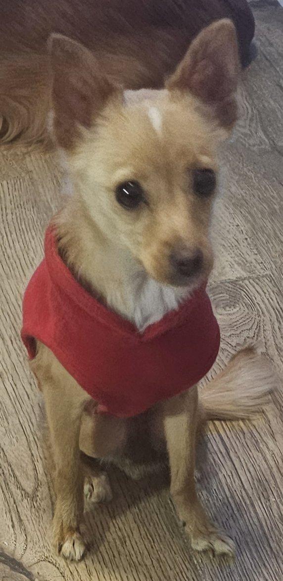 Enlarge Gingerbread, a Adoptable Chihuahua in Cherry Valley, MA image 2/2