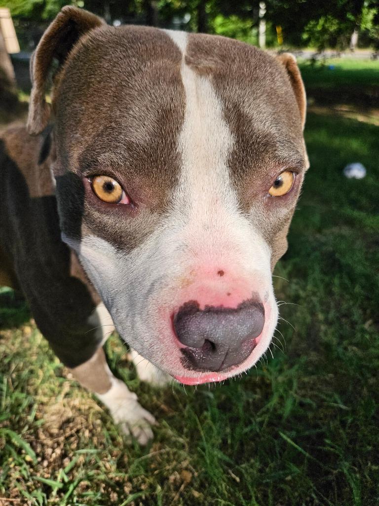 Walker, Adoptable, Adult Male Boxer & Mixed Breed.