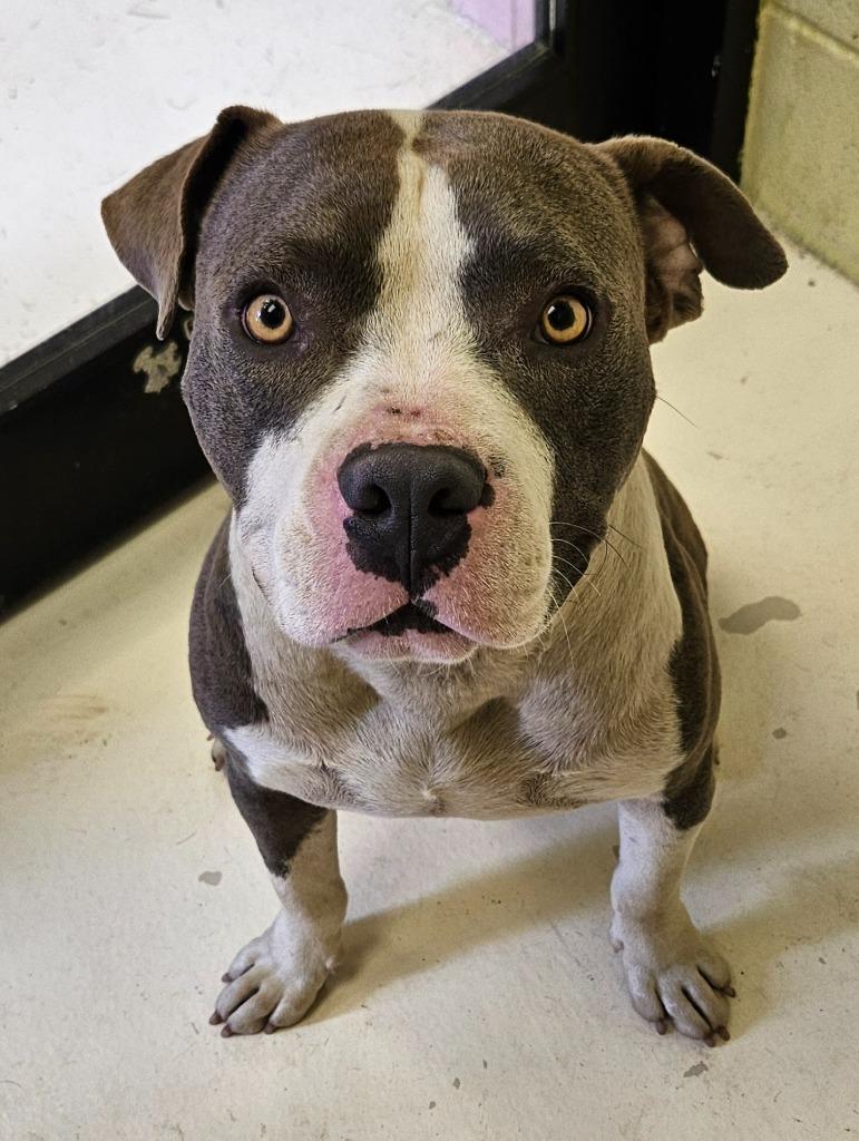Enlarge Walker, a Adoptable mixed breed in Sherwood, AR image 2/6