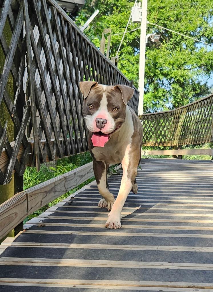 Enlarge Walker, a Adoptable mixed breed in Sherwood, AR image 3/6