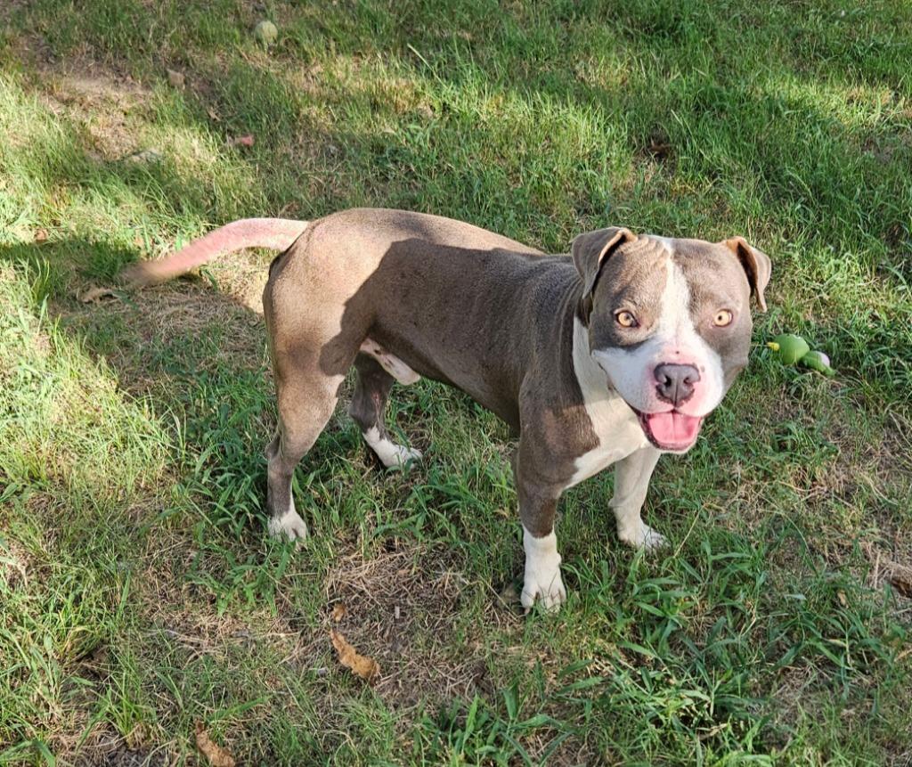 Enlarge Walker, a Adoptable mixed breed in Sherwood, AR image 4/6