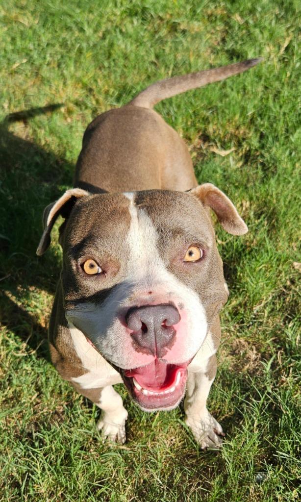 Enlarge Walker, a Adoptable mixed breed in Sherwood, AR image 5/6
