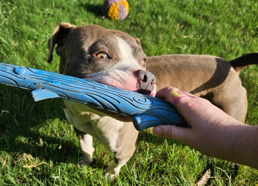Enlarge Walker, a Adoptable mixed breed in Sherwood, AR image 6/6