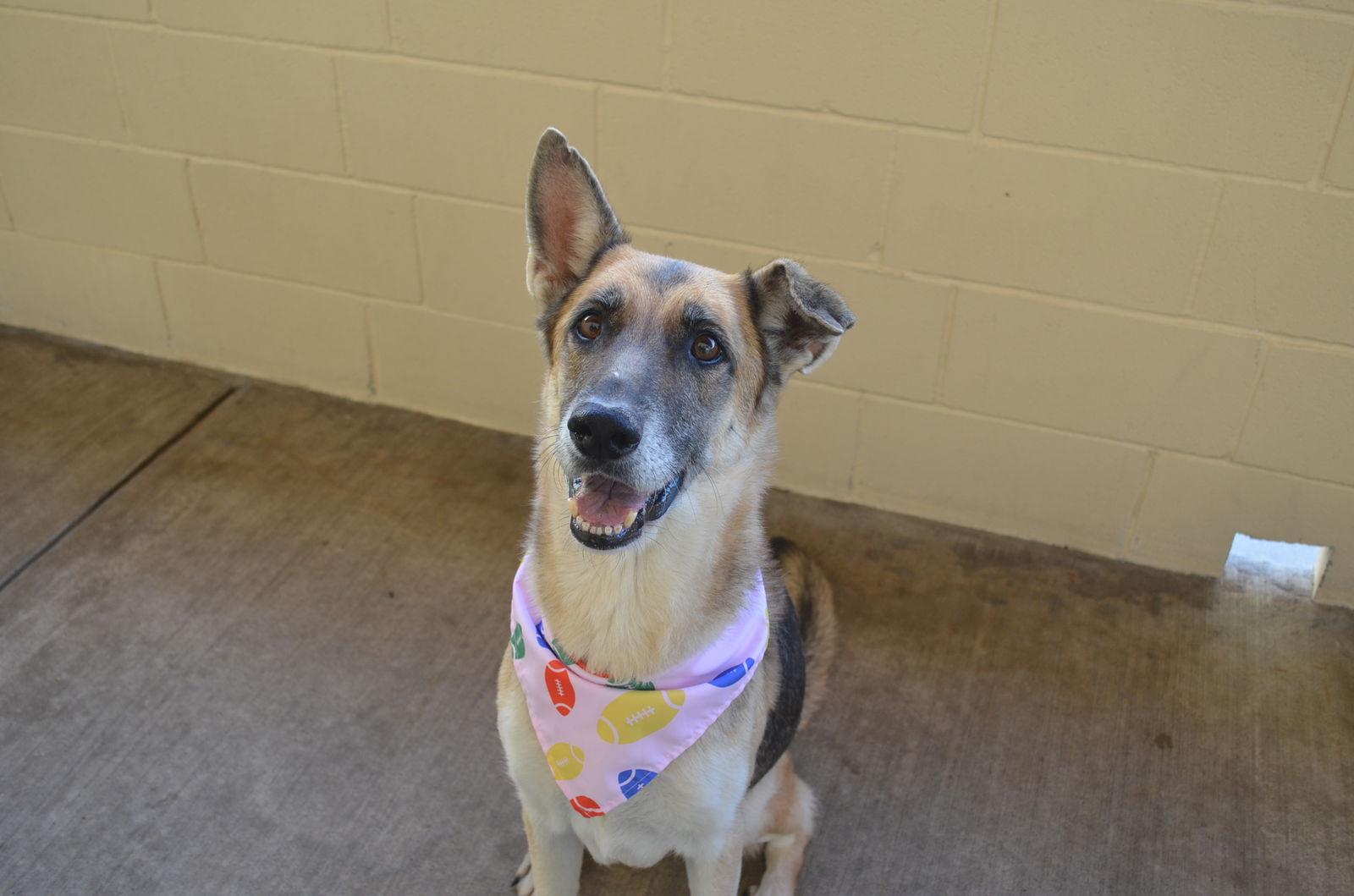 Enlarge Frida, a Adoptable German Shepherd Dog in McKinney, TX image 1/3