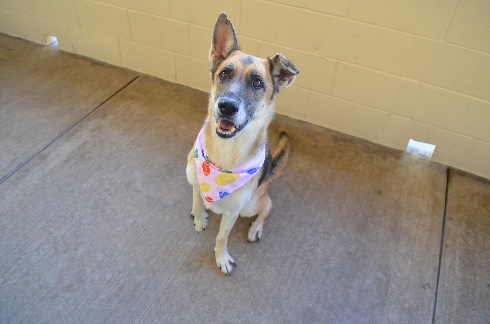 Enlarge Frida, a Adoptable German Shepherd Dog in McKinney, TX image 2/3