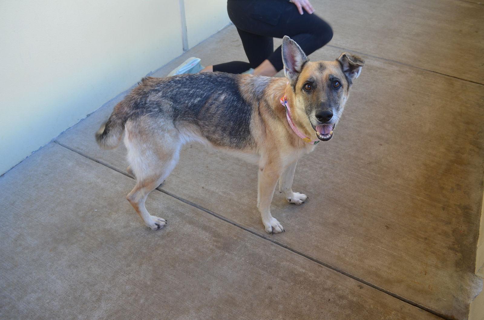 Enlarge Frida, a Adoptable German Shepherd Dog in McKinney, TX image 3/3