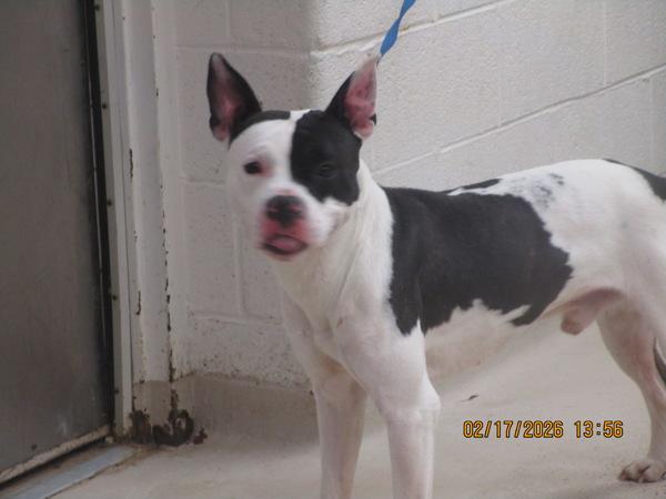 Enlarge Scooter (809), a Adoptable mixed breed in Marietta, GA image 1/1