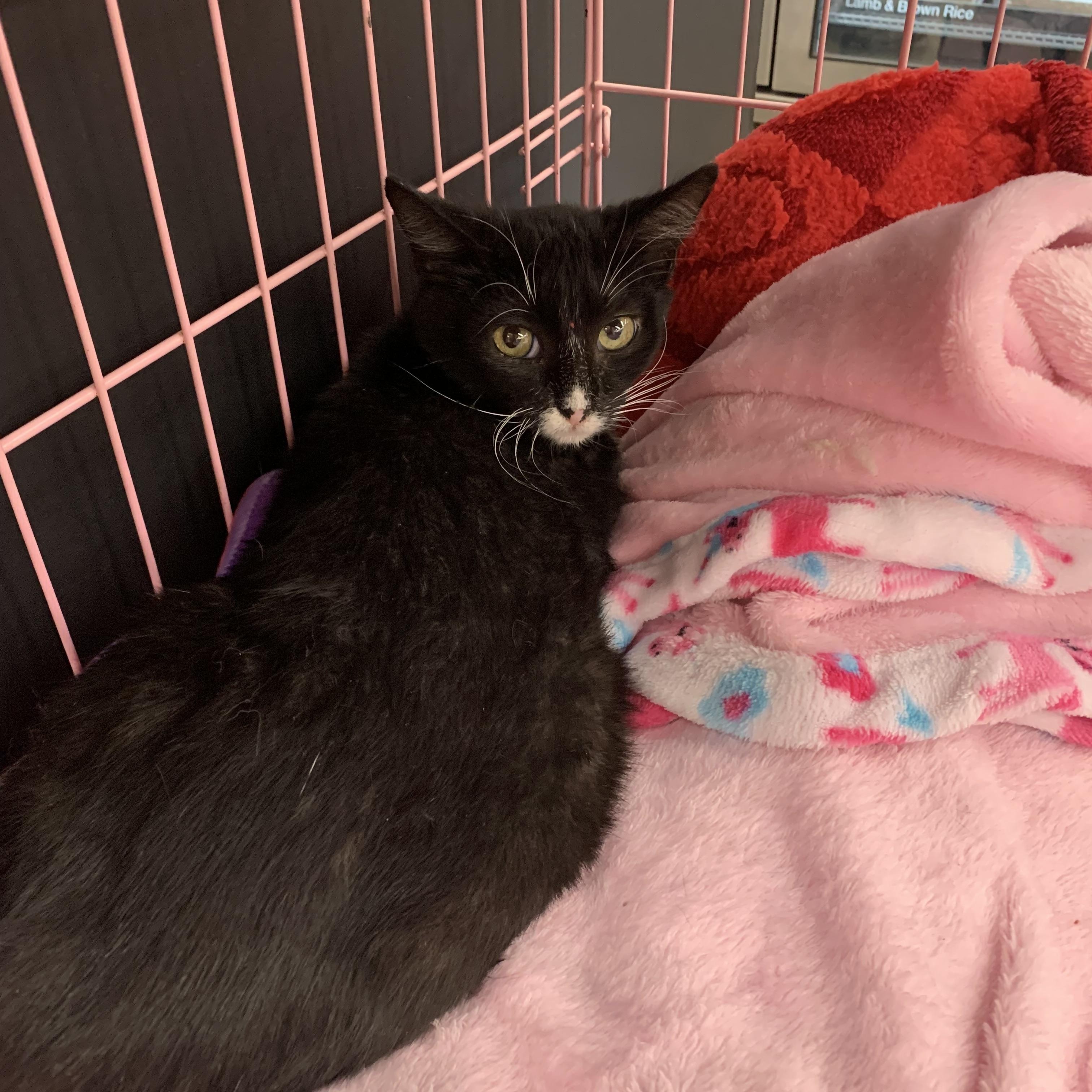 Cutie, ADOPTABLE, Kitten Female Domestic Short Hair.