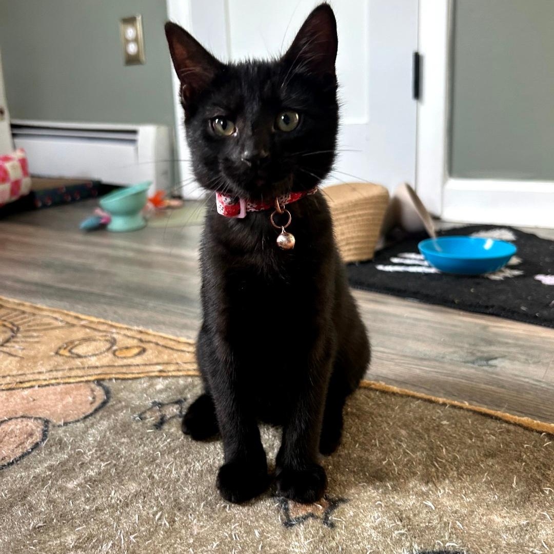 Rasp, ADOPTABLE, Kitten Female Domestic Short Hair.