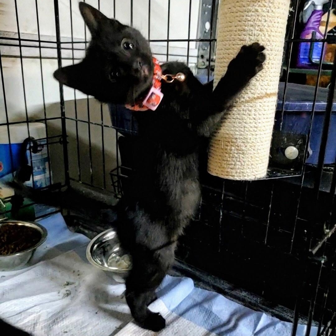 Enlarge Rasp, a ADOPTABLE Domestic Short Hair in Maple Shade, NJ image 2/2