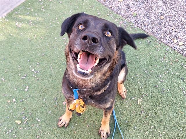 MATILDA, Adoptable, Adult Female German Shepherd Dog.