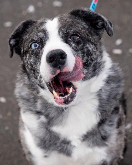Enlarge Alby, a Adoptable mixed breed in Pequot Lakes, MN image 1/3
