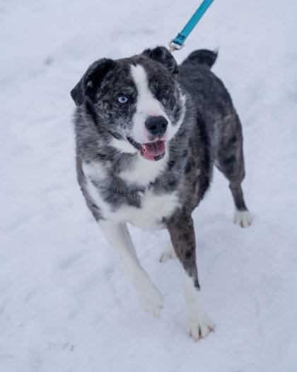 Alby, Adoptable, Adult Male Australian Shepherd & Mixed Breed.
