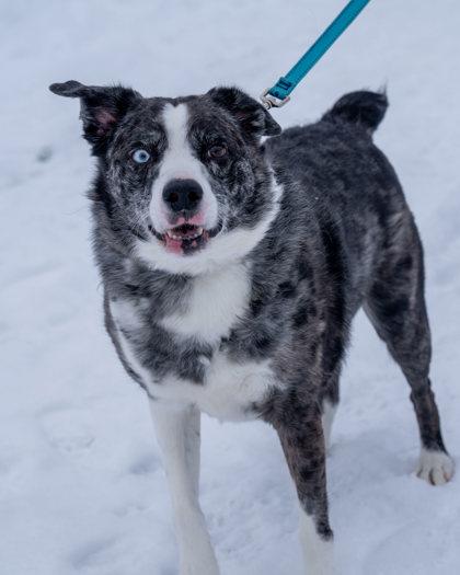 Alby, a Adoptable mixed breed in Pequot Lakes, MN image 2/2