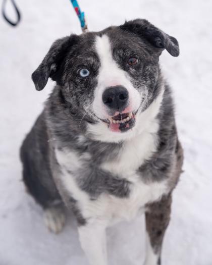 Enlarge Alby, a Adoptable mixed breed in Pequot Lakes, MN image 3/3