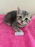 Harmony, ADOPTABLE, Kitten Female Domestic Short Hair.
