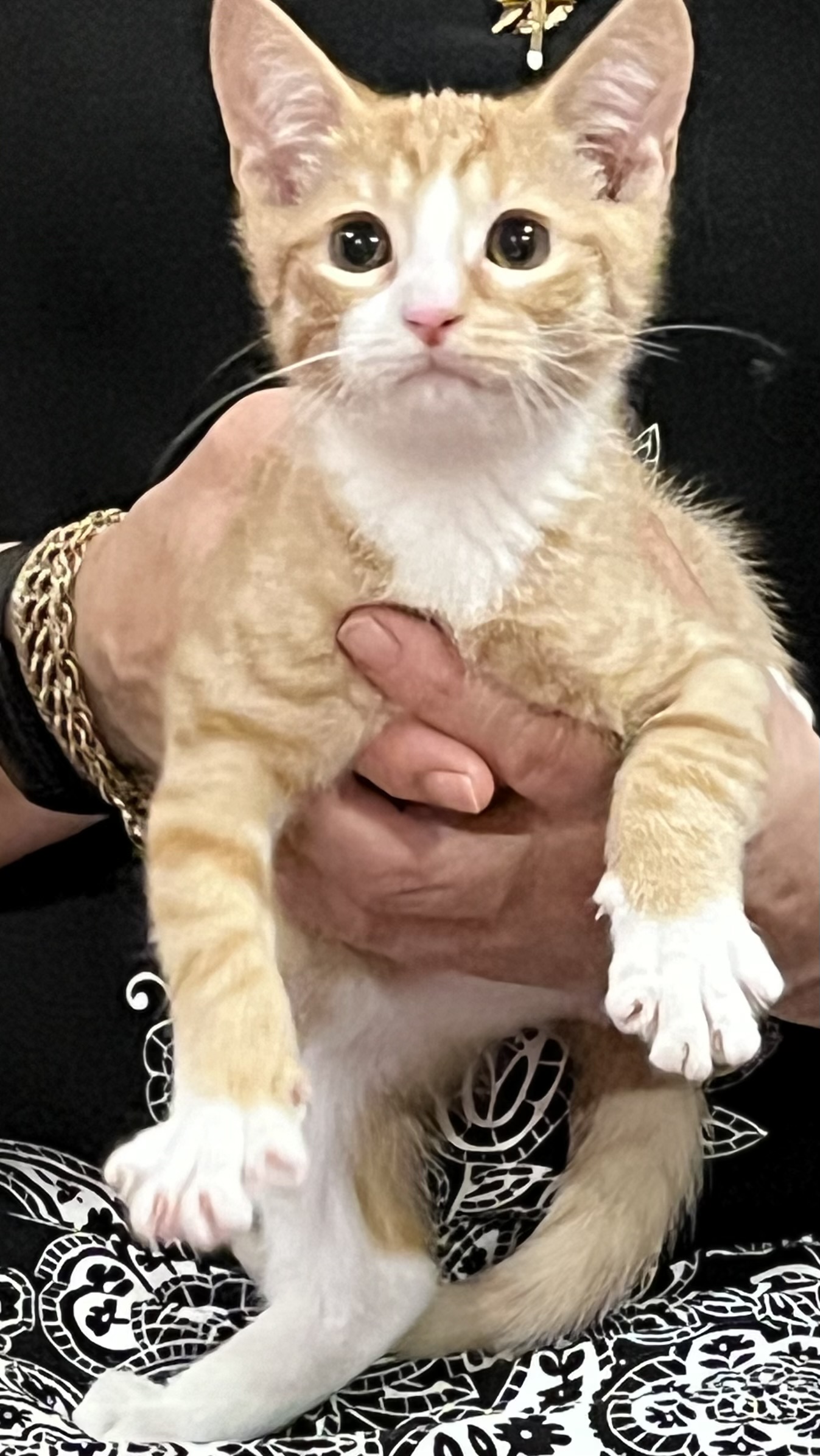 Sue, Adopted, Kitten Female Domestic Short Hair.