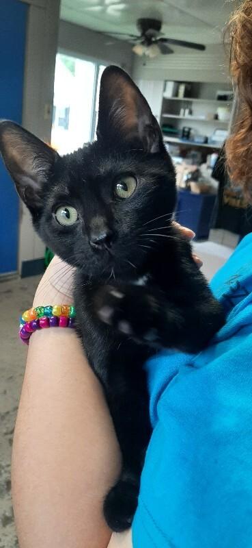 Berlin Sans, Adoptable, Young Male Domestic Short Hair.