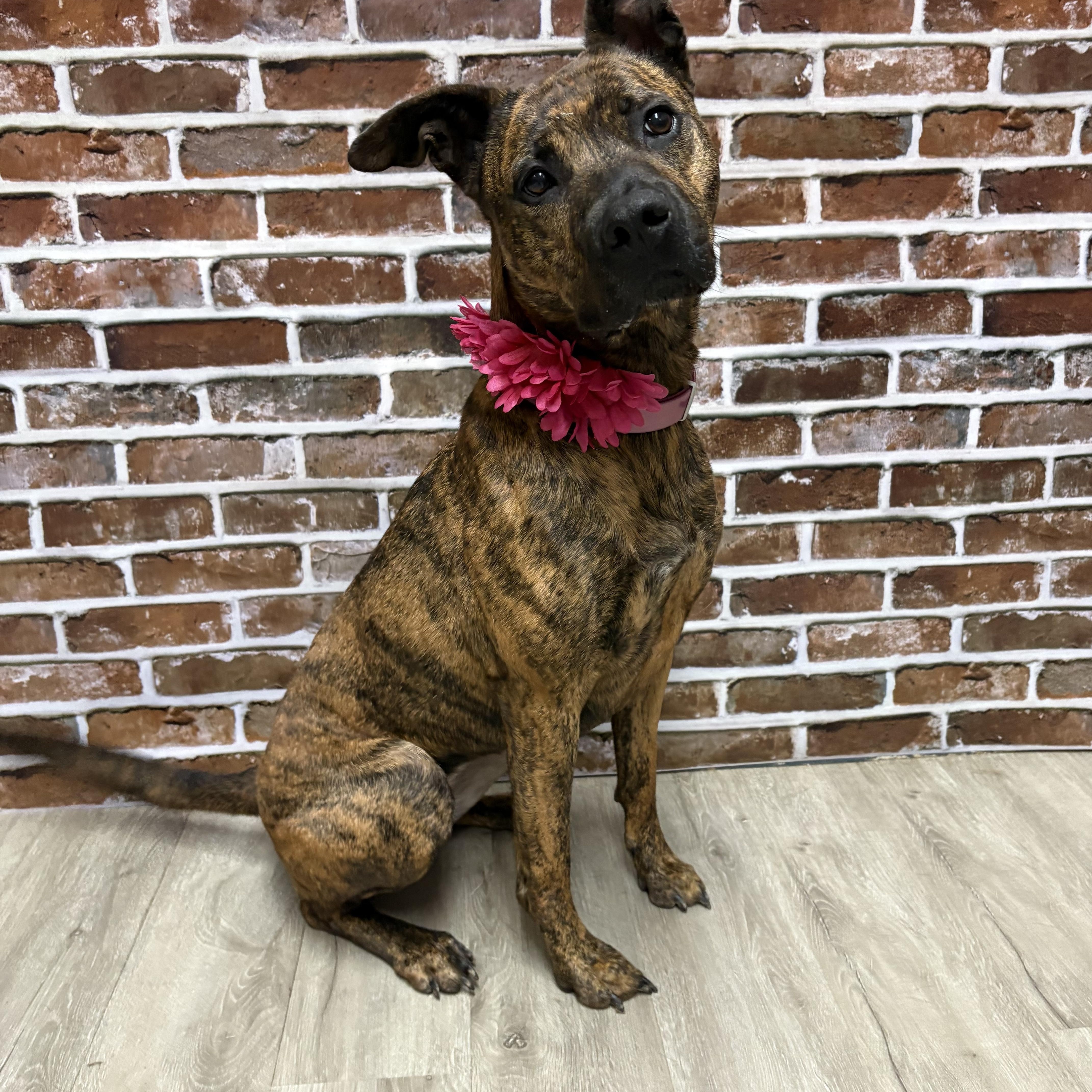 Brindley (REDUCED ADOPTION FEE), Adoptable, Adult Female Dutch Shepherd.