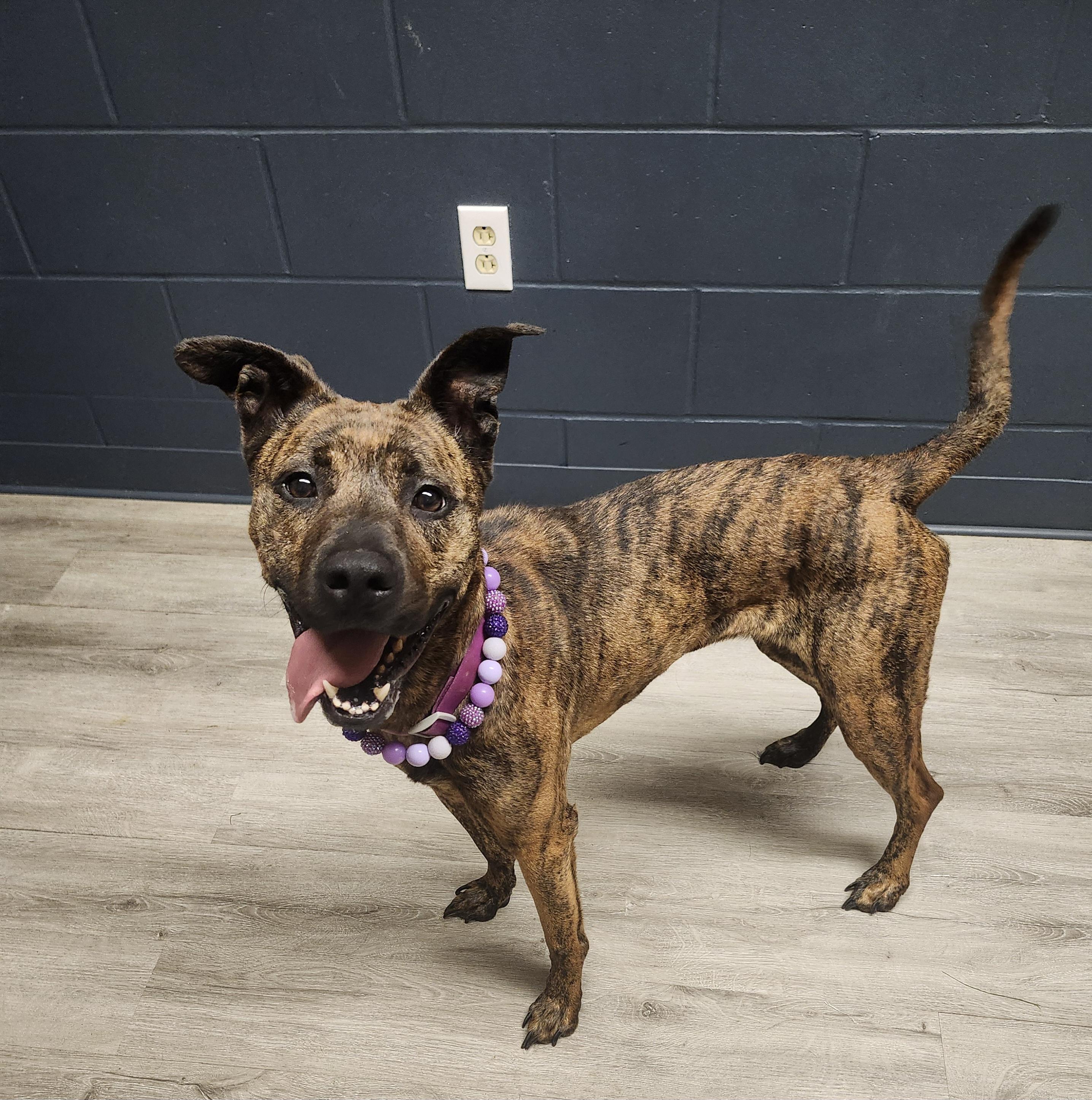 Enlarge Brindley, a Adoptable mixed breed in Mansfield, OH image 1/4