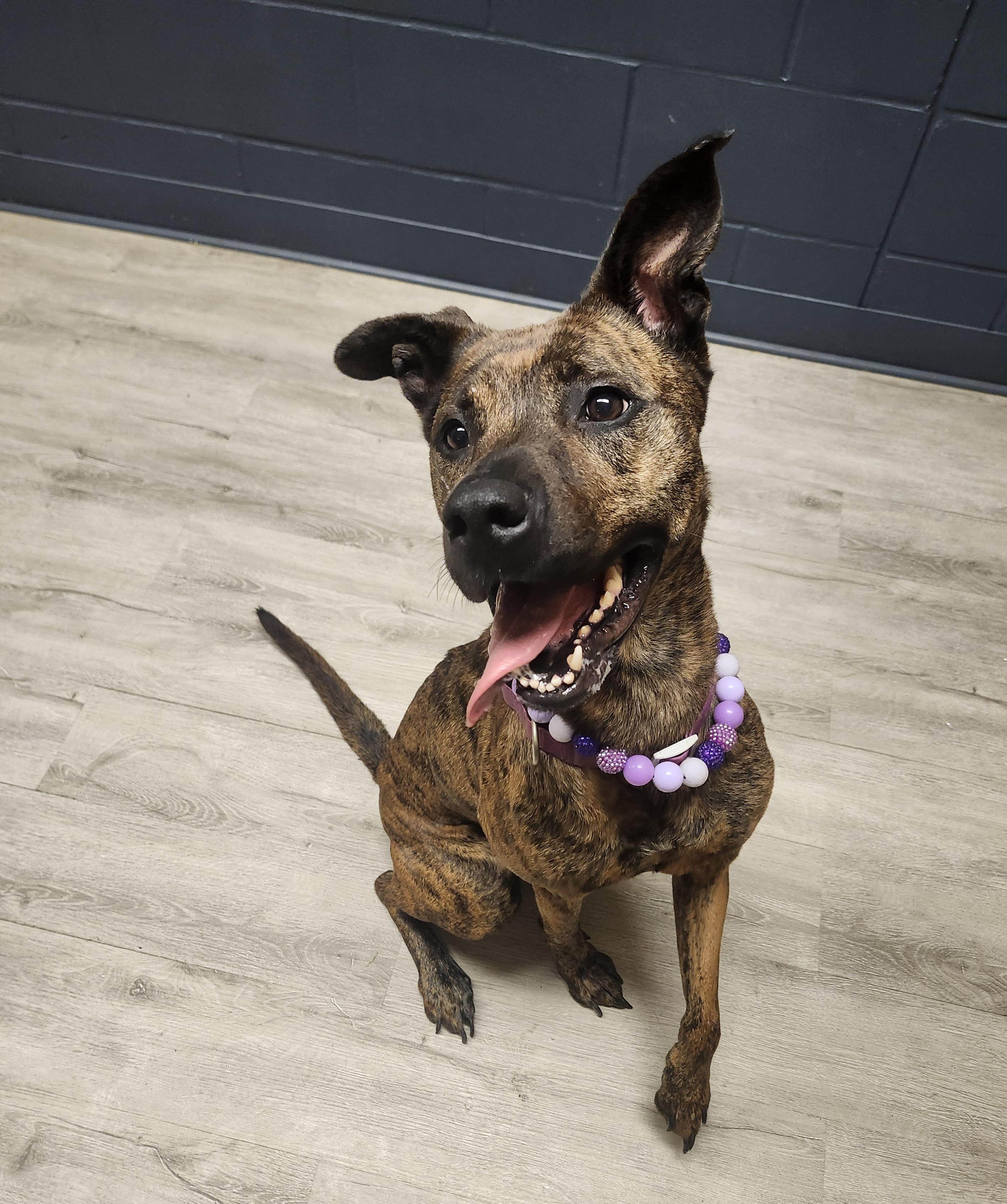 Enlarge Brindley, a Adoptable mixed breed in Mansfield, OH image 2/4