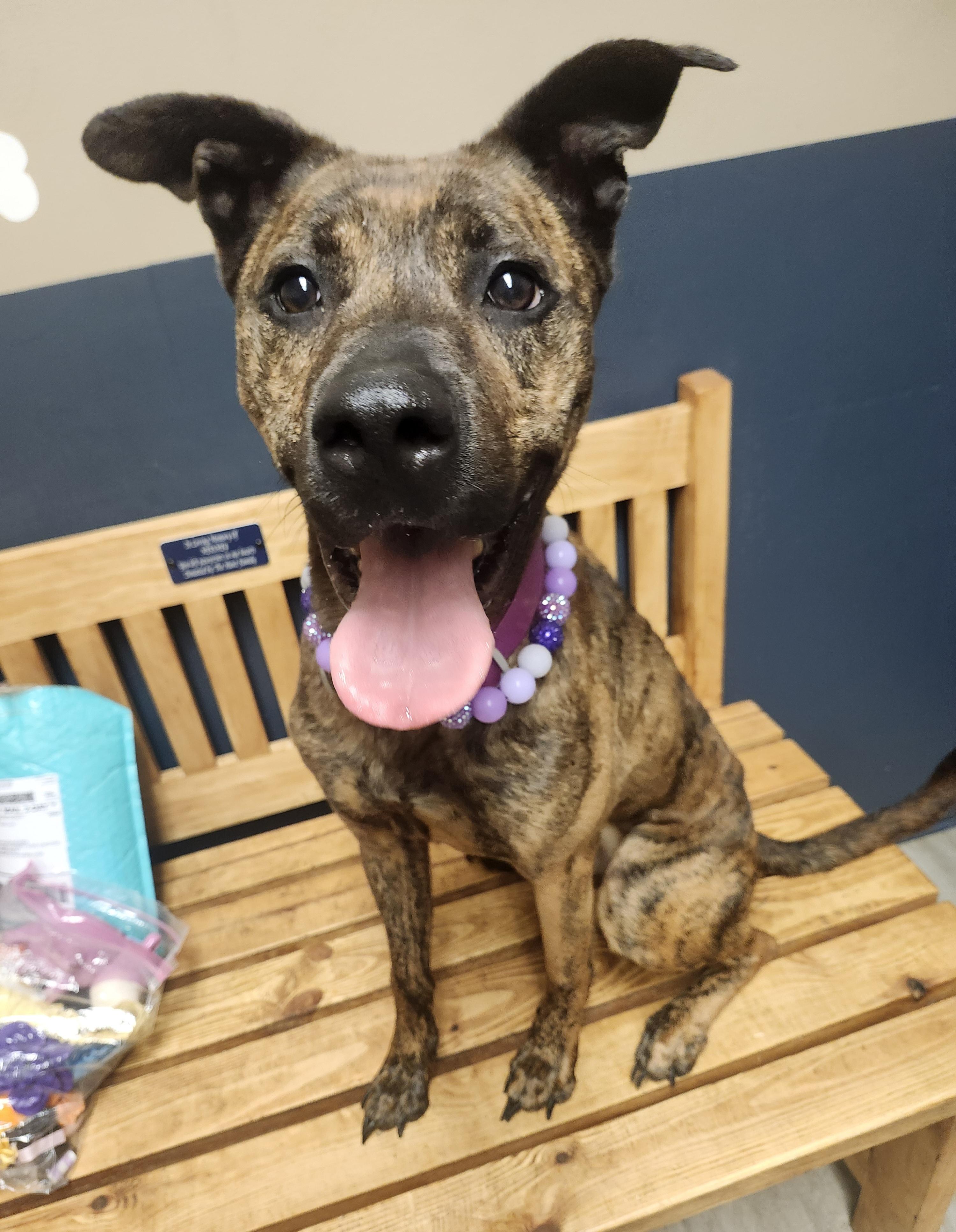 Enlarge Brindley, a Adoptable mixed breed in Mansfield, OH image 3/4