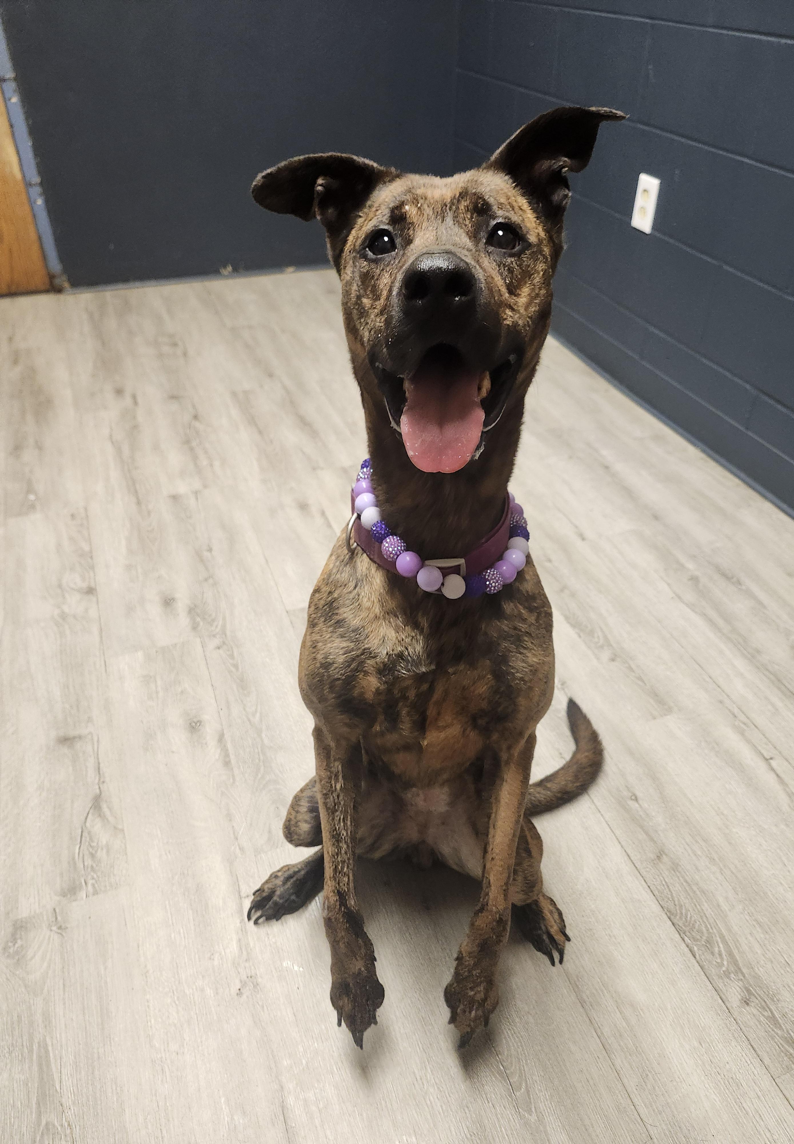 Brindley, Adoptable, Adult Female Pit Bull Terrier.