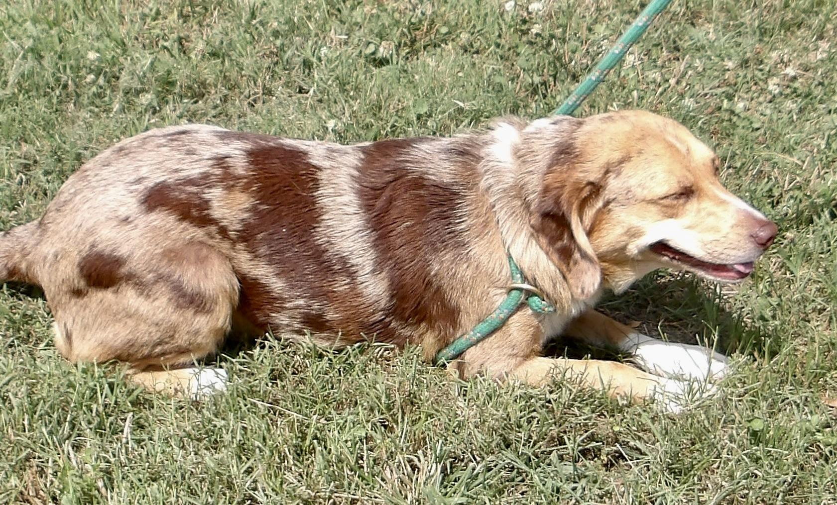 Enlarge Smiley, an adopted Mixed Breed in Gloucester, VA image 4/4