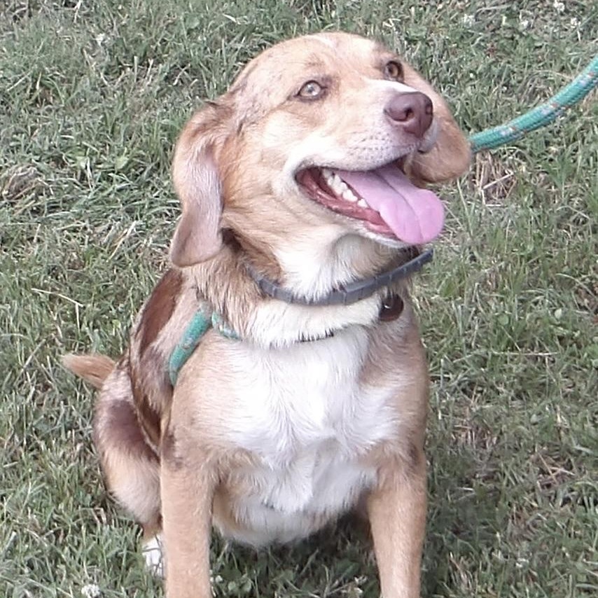 Enlarge Smiley, an adopted Mixed Breed in Gloucester, VA image 1/4
