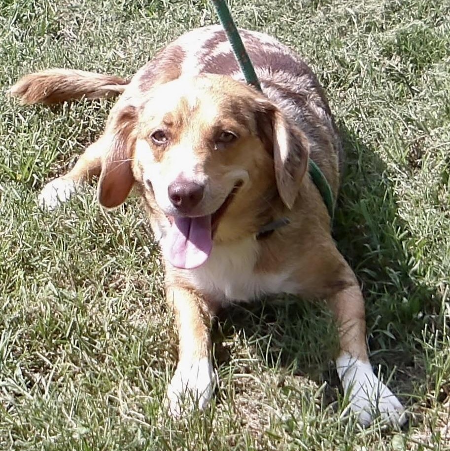 Enlarge Smiley, an adopted Mixed Breed in Gloucester, VA image 2/4