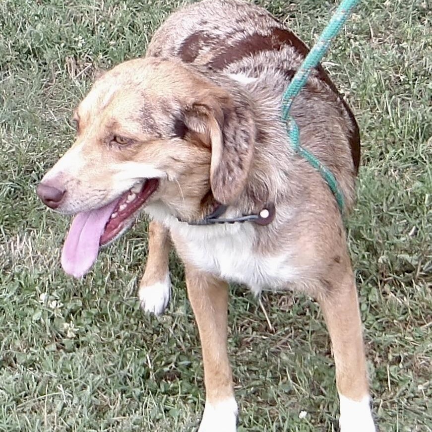 Enlarge Smiley, an adopted Mixed Breed in Gloucester, VA image 3/4