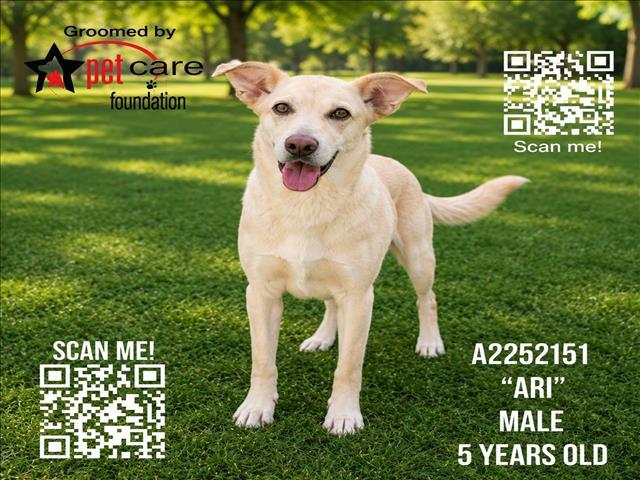 ARI, Adoptable, Adult Male Labrador Retriever & Mixed Breed.