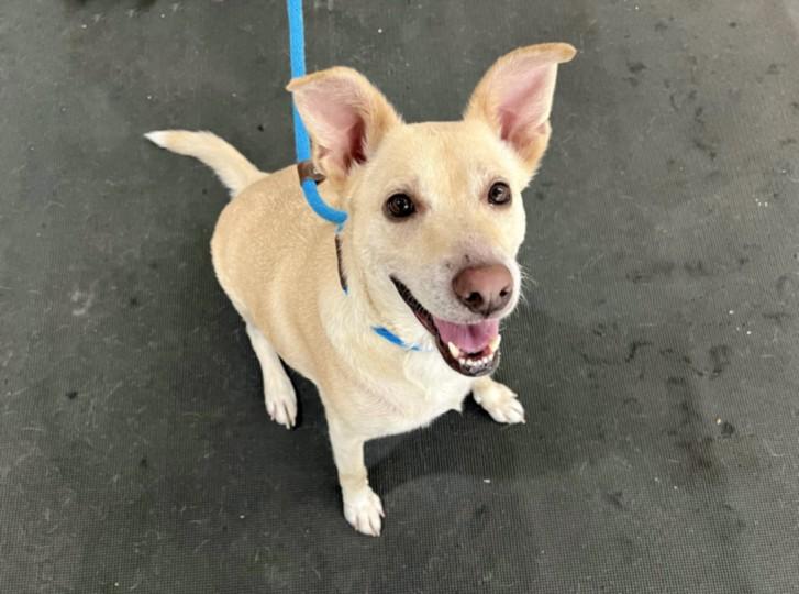 Enlarge ARI, a Adoptable mixed breed in Los Angeles, CA image 1/1